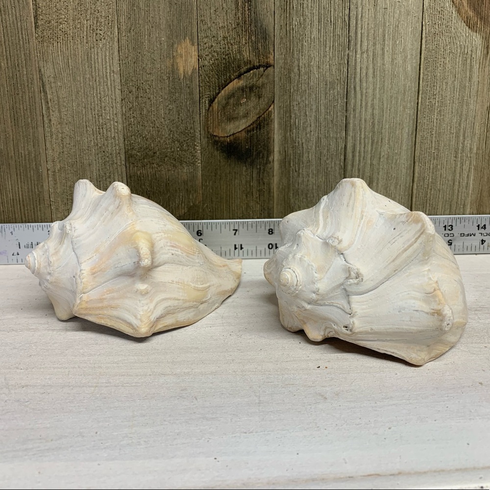2 - OBX Whelk Seashells 
From the Outer Banks